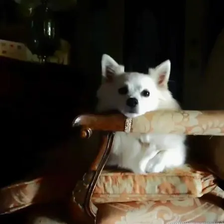 Гостевой дом Damabianca Портогруаро